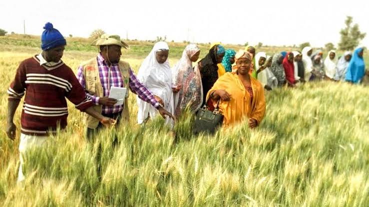 Wheat farmers mobilising for large scale production – President