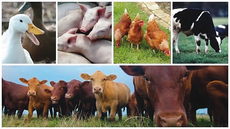 FG, stakeholders partner to tackle challenges in animal feed industry