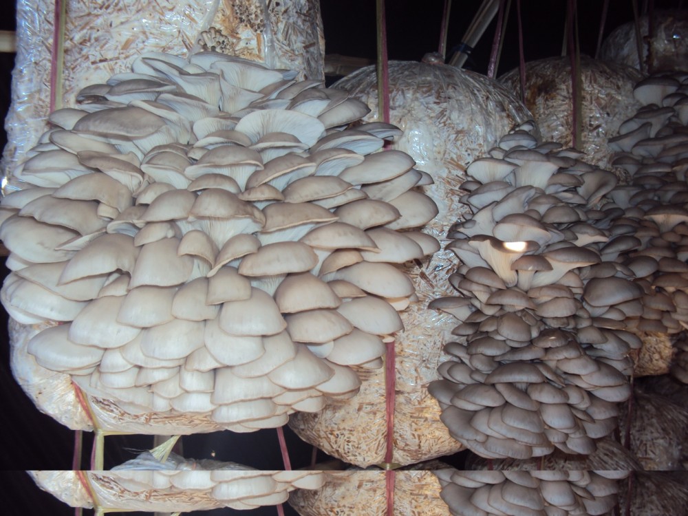 Nigeria can earn N1trn annually from mushroom cultivation – Don