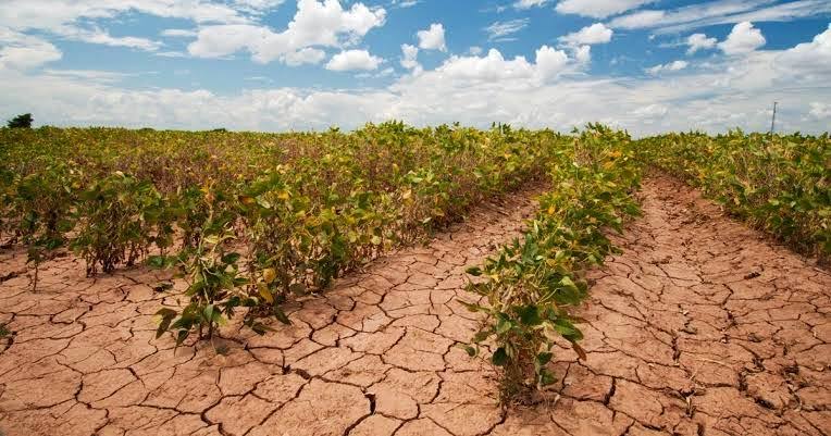 Climate change: Farmers decry water scarcity that has hit rice, beans, millet 