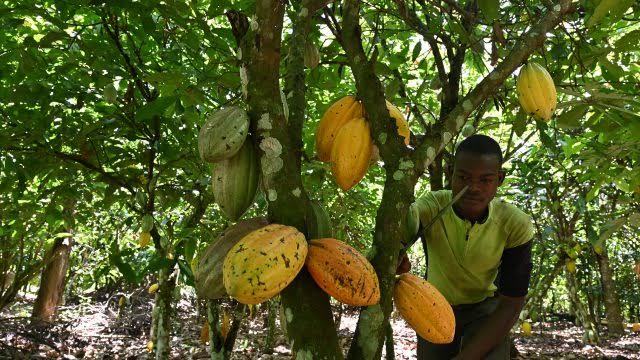 3,991 containers of cocoa beans exported in 2021 - Customs