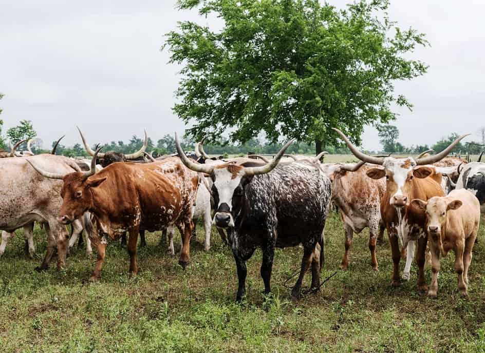 Labana farms settle pastoralists’ community in Kebbi