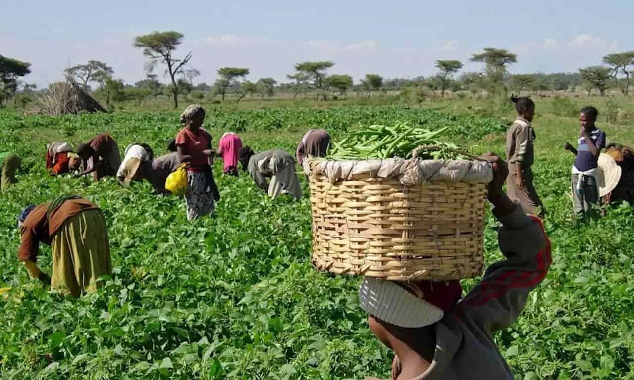 Organisations train 189 people on agribusiness in Niger, Kogi States