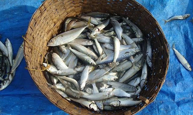 Lagos farmers to begin canned fish production in 2022