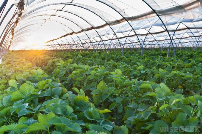 Greenhouse farming can create employment, address food shortage – Expert