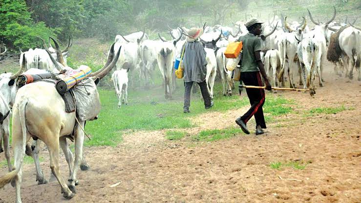FG, firm mull technological innovation to stop cattle rustling, farmer/herder clashes