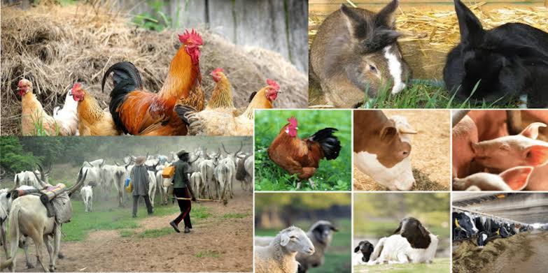 FG has provided N5bn loan facility for livestock farmers – Minister 