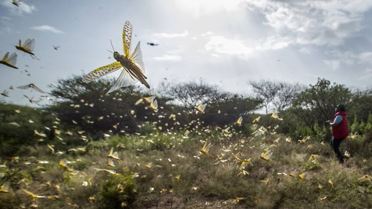 Namibia battling with 3rd locust outbreak