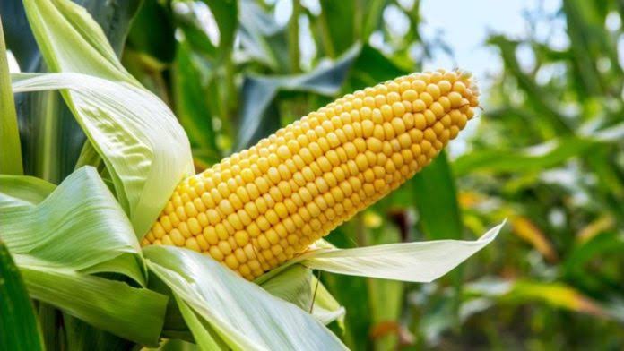 Nigeria develops drought, insect resistant maize seed – NABDA