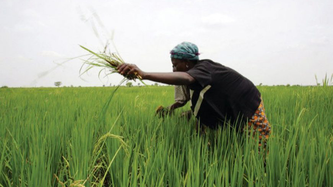 Expert attributes high price of local rice to production cost, insecurity