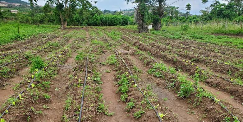 Anchor Borrowers’ beneficiaries get additional 100 hectares of land in Ogun