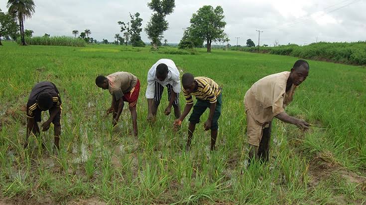 Dry season: CBN supports 5,676 wheat farmers in Bauchi