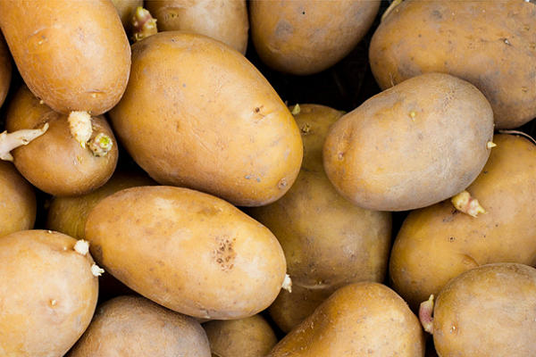 Plateau potatoes farmers hit 960,000 metric tons annually – Official