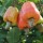 Cashew firm partner farmers on better yield