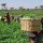 Olam drums support for smallholder farmers to accelerate post-COVID-19 recovery in Africa