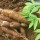 C/River cassava plant set to produce commercial starch, flour - Ayade