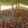 FCTA bans rearing of livestock in residential areas