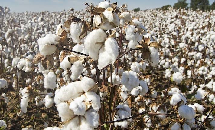 Cotton prices soar to highest level in Adamawa