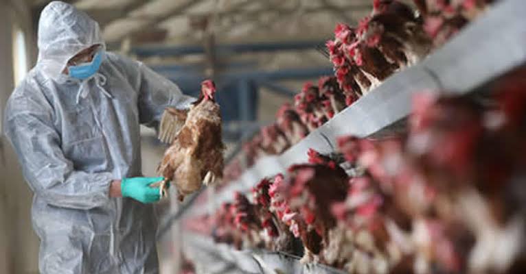 Local poultry farmers lament bird flu outbreak