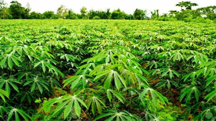 IITA, Bayer develop herbicide for cassava to tackle weeds, improve yields