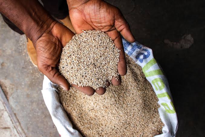 Sesame: Nigeria has potential of becoming world leading exporter – Expert