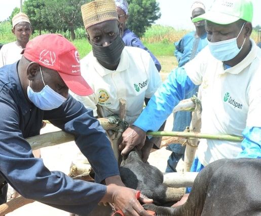 Outspan deepens BIP efforts, inseminates 100 cattle to boost local milk production