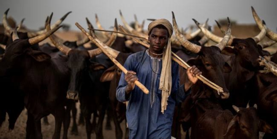 FG replaces controversial RUGA with new scheme, begins camp in six states