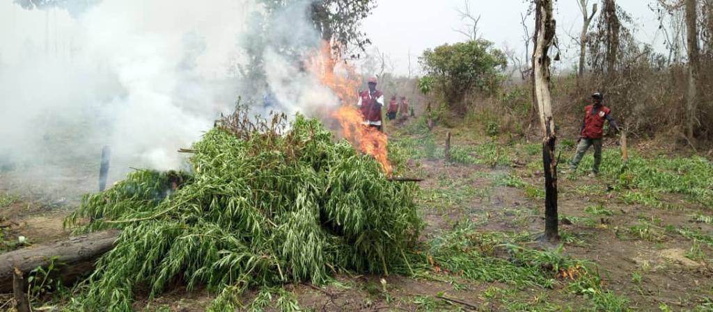 NDLEA destroys 255 hectares of cannabis farms, arrests 13 in Ondo