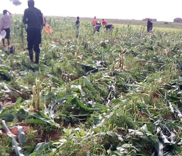 Lalong appalled by willful destruction of farm crops; orders arrest of perpetratoes